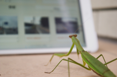 昆虫もiPad